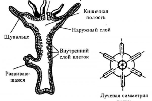 Ссылка на kraken торговая площадка